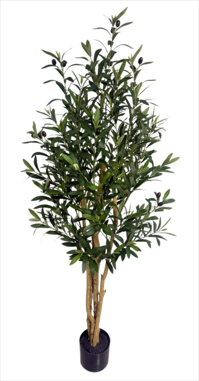 OliveTreeGG-A003_180cm