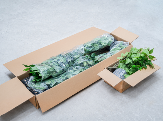 KD flat-pack carton for brazilian iron plant showing disassembled trunk sections, leaf bundles, and pot in labelled packaging layers