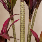 Artificial Red Dracaena