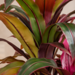 Burgundy Faux Dracaena Plant
