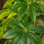 Faux Money Tree