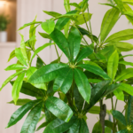 Faux Pachira Aquatica Tree