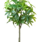 Full Canopy Artificial Money Tree