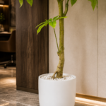 Tall Artificial Money Tree
