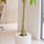 Tall Artificial Money Tree