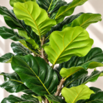 Artificial Ficus Lyrata Tree