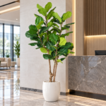 Branched Fiddle Leaf Fig Tree
