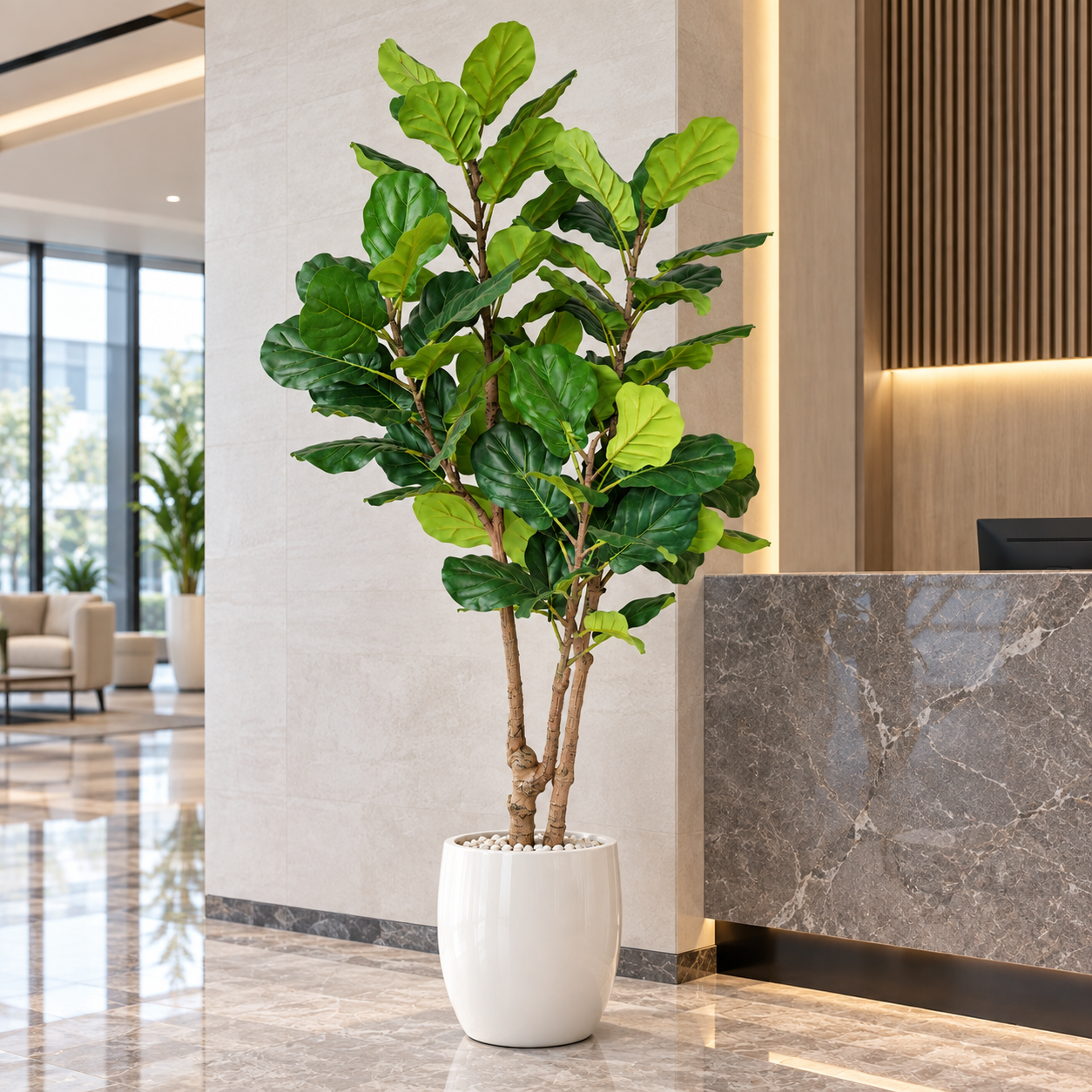 Branched Fiddle Leaf Fig Tree