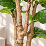 Faux Ficus Lyrata Tree