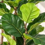 Faux Ficus Lyrata Tree