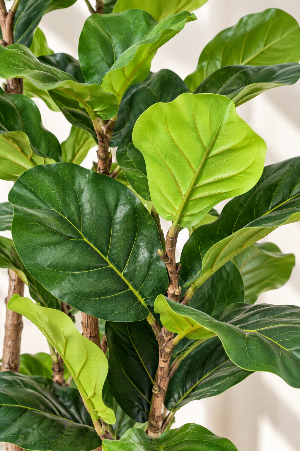 Faux Ficus Lyrata Tree