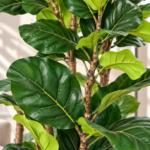 Tall Artificial Ficus Lyrata