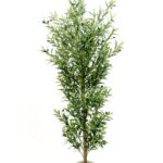 olive tree 600x900 72dpi